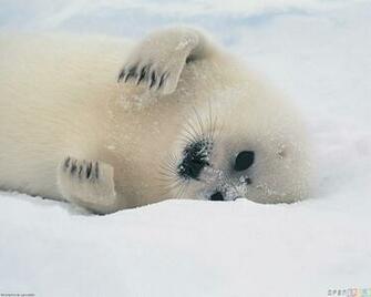 Harp Seal White Wallpaper Open Walls