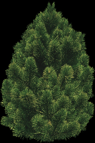 Texture Pine Bush Trees Lugher Library