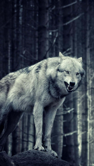Wolf iPhone Wallpaper