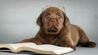 Funny Puppy Wallpaper