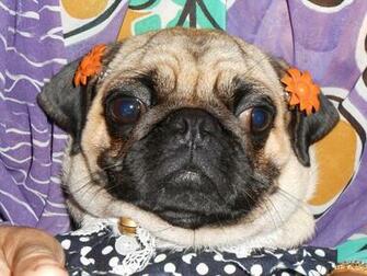 Funny Sad Pug Dog Easter Bunny Pugs Photo