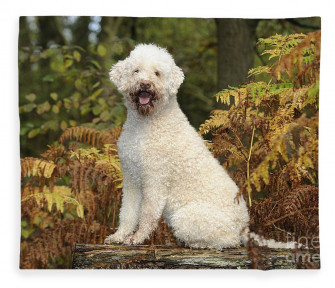 Lagotto Romagnolo Fleece Blanket By John Daniels Pixels