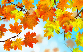 Fall Leaves Background Image Wallpaper