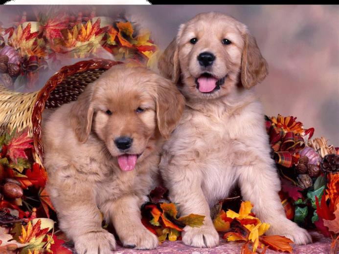 Cute Fall Desktop Wallpaper In HD