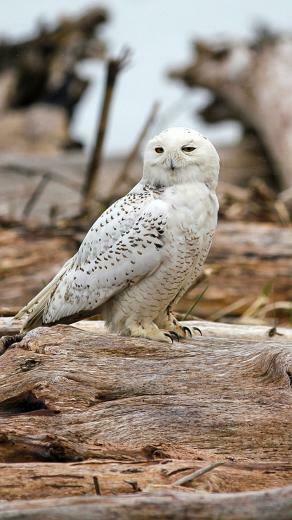 Snowy Owl iPhone Wallpaper Beautiful