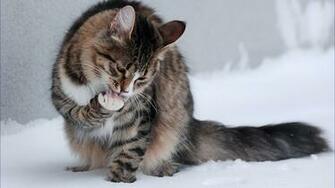 Cat Licking Its Paws Wallpaper