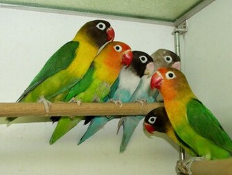 Picturespool Love Birds Wallpaper Beautiful Pictures