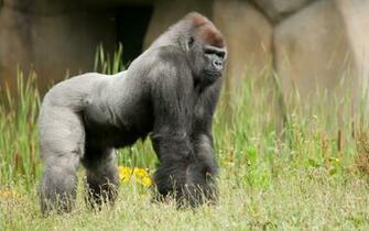 Gorilla Wallpaper Background