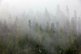 Wallpaper Background Forest Fog Wet Fall Day