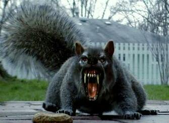 Funny Squirrels Pictures Animal