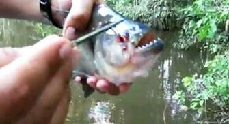 The Tiger Fish Piranha Red Bellied Piranhas In Large His