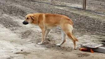 Animal Rescue Group Writes Powerful Letter To Owner Who Abandoned