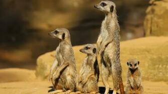 Meerkats