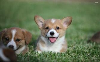 Corgi Wallpaper