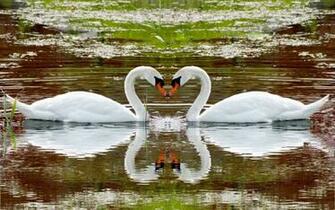 Swan Lake Swim Steam Fidelity Reflection Heart Stock Photos