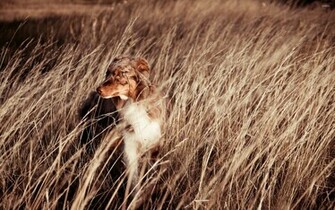 Australian Shepherd Wallpaper Animal