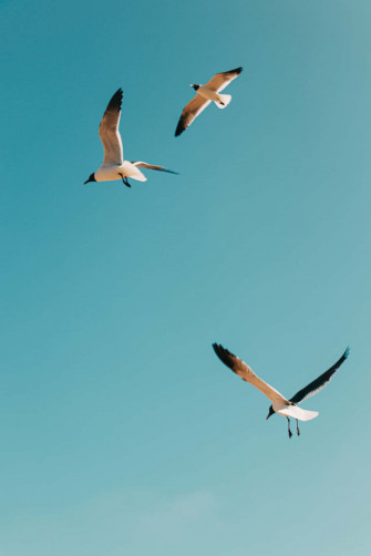 Top Birds Flying Wallpaper Full HD 4k To Use