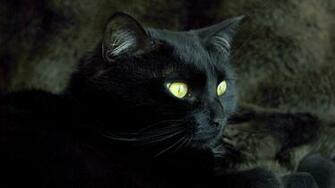 Black Cat And Gold Eye Wallpaper Background