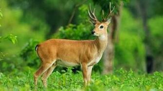 Deer Wallpaper One HD Pictures Background