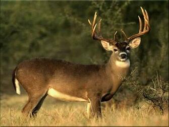 Deer Photo