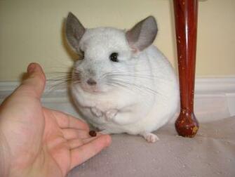 Chinchilla Used Cute Look It S Super Effective