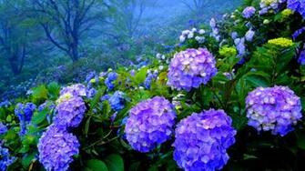 Beautiful Hydrangea Garden HD Wallpaper
