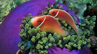 Animals Clownfish Fish Sea Anemones Wallpaper