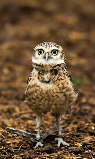 Captura De Pantalla Cute Owl Live Wallpaper Para Android