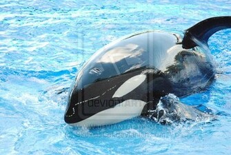 High Definition Wallpaper Photo Shamu Html