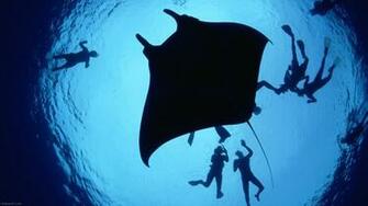 Giant Manta Ray Pixels Wallpaper Tagged Fish