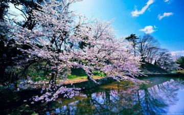 Japanese Cherry Blossom Wallpaper Baltana