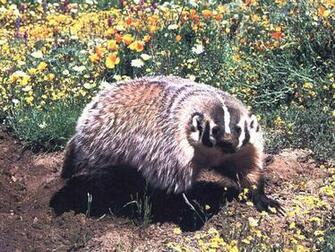 Badgers Wallpaper Background