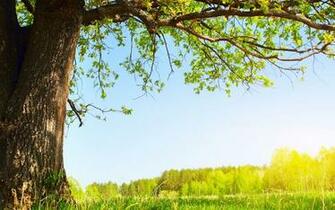Under Tree Background Wallpaper Walls