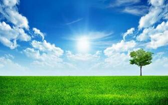 Lonely Tree Wallpaper In Car Pictures
