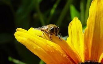 Cute Background And Wallpaper Honey Bee Hq