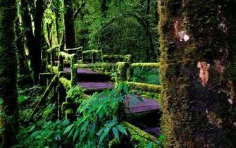 Rainforest Wallpaper