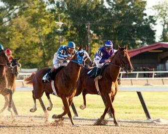 Secretariat Wallpaper HD