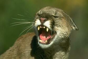 Mountain Lion Wallpaper Background HD Hivewallpaper