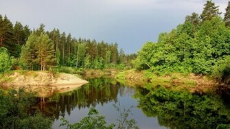 Pine Trees Widescreen Wallpaper