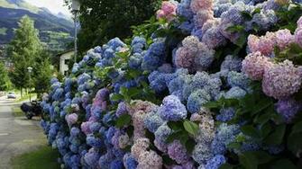 Hydrangea Desktop Wallpaper HD Background Of Your Choice