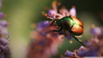 Insects Wallpaper