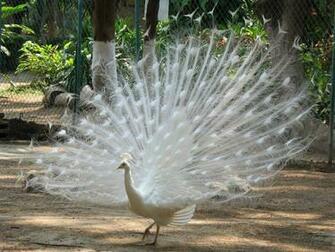Visitor For Travel Beautiful Peacock Wallpaper