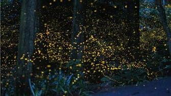 Japan5 Pics Long Exposure Image Of Lightning Bugs In Japan
