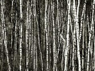 Dog Forest Birch Trees Snow Bruiach White