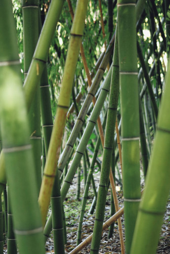 Bamboo HD Wallpaper