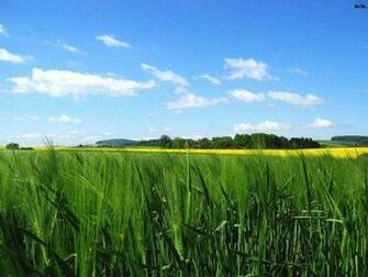 Related Wallpaper Nature Plant Corn Field