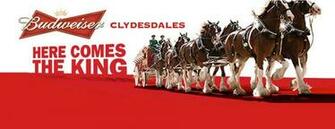 Budweiser Clydesdales