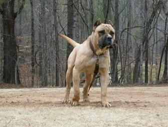 Walking Perro De Presa Canario Photo And Wallpaper