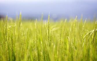 Rice Wallpaper 946j351 4usky