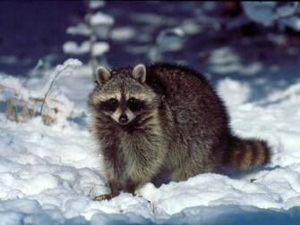 Raccoon Wallpaper Funny Animals